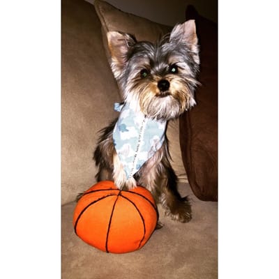 Animal Crackers by null