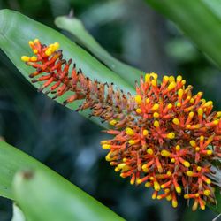 Lotusland