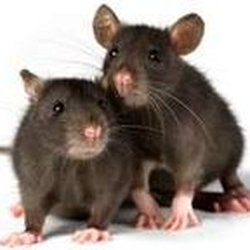 Target Pest Control