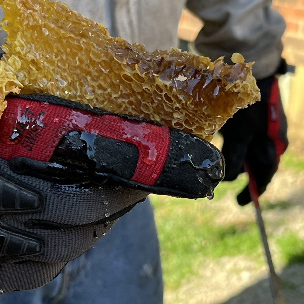 Save Your Bees - a man holding a piece of honey - Honey Near Me - Cincinnati, Ohio Save Your Bees - a man holding a piece of honey - Honey Near Me - Cincinnati, Ohio