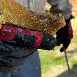 Save Your Bees