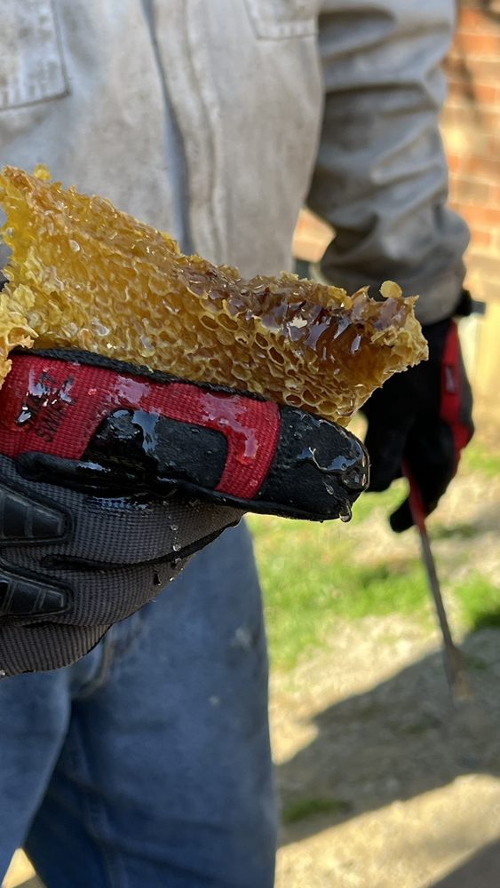 Save Your Bees - beekeeping in Cincinnati, OH