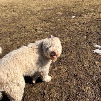 Pawsitive Park - Paparazzi - pleeeze ! - Dog Parks Near Me - Norwich, Connecticut