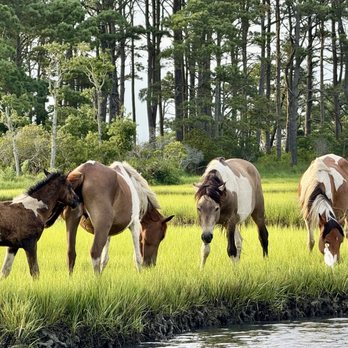 Salt Water Pony Tours - Boat Tours Near Me - Chincoteague, Virginia