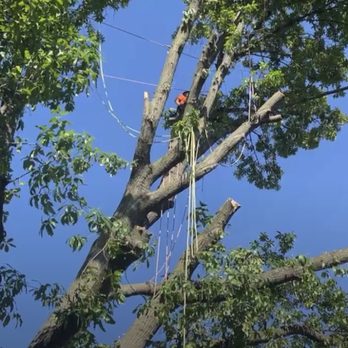 Tios Tree Service - Doing it limb by limb - Tree Services Near Me Tios Tree Service - Doing it limb by limb - Tree Services Near Me