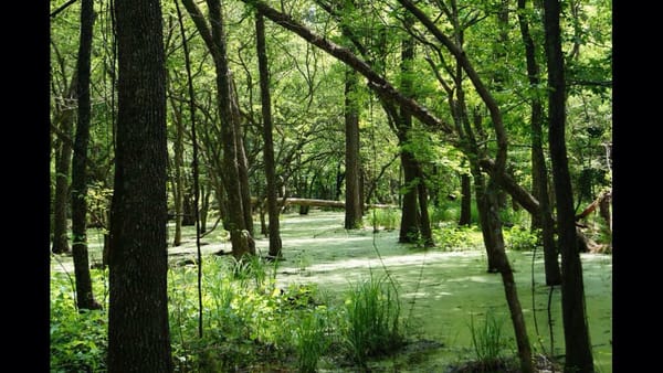 George Mitchell Nature Preserve by null