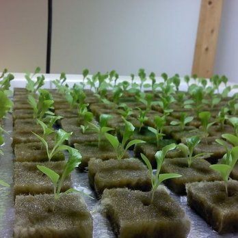 GroWize - Many kinds of mediums including hydroponic substrates! http://growize.com/ - Nurseries & Gardening Near Me - Lakewood, Colorado GroWize - Many kinds of mediums including hydroponic substrates! http://growize.com/ - Nurseries & Gardening Near Me - Lakewood, Colorado