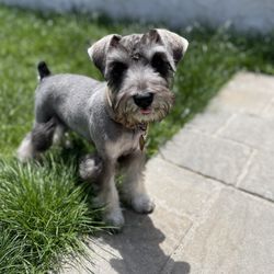 Love That Dog and Cat - Winter cut/longer on the legs