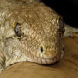 Cardiff Reptile Centre