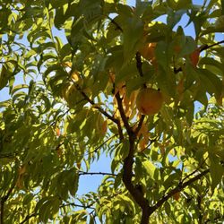Grossen Peaches