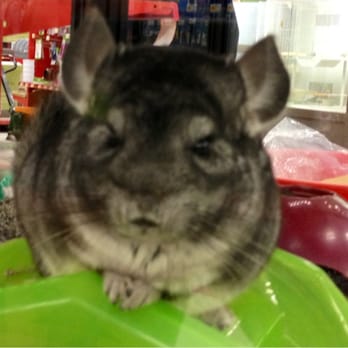 Petco - This is a chinchilla.  Looks like a cross between a bunny and a squirrel  :0) - Pet Stores Near Me - Ventura, California