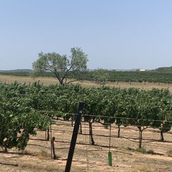 Grape Creek Vineyard - Views of the vines in July - Wineries Near Me - Fredericksburg, Texas Grape Creek Vineyard - Views of the vines in July - Wineries Near Me - Fredericksburg, Texas