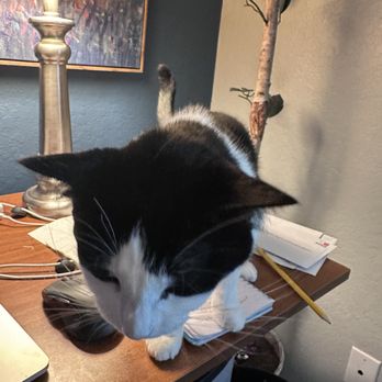 Community Cat Foundation - Beautiful Zina sitting next to me as I write this! - Pet Adoption Near Me - San Diego, California Community Cat Foundation - Beautiful Zina sitting next to me as I write this! - Pet Adoption Near Me - San Diego, California