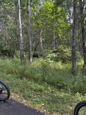 Tony Knowles Coastal Trail by null
