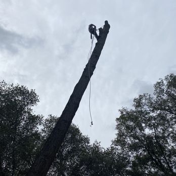 Arborguard - Tree Removal - Tree Services Near Me Arborguard - Tree Removal - Tree Services Near Me