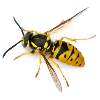 Western Exterminator Company - Stinging insects shouldn’t prevent you from enjoying your yard. Western Exterminator can help. No job is too big or small. - Pest Control Near Me - Santa Maria, California Western Exterminator Company - Stinging insects shouldn’t prevent you from enjoying your yard. Western Exterminator can help. No job is too big or small. - Pest Control Near Me - Santa Maria, California