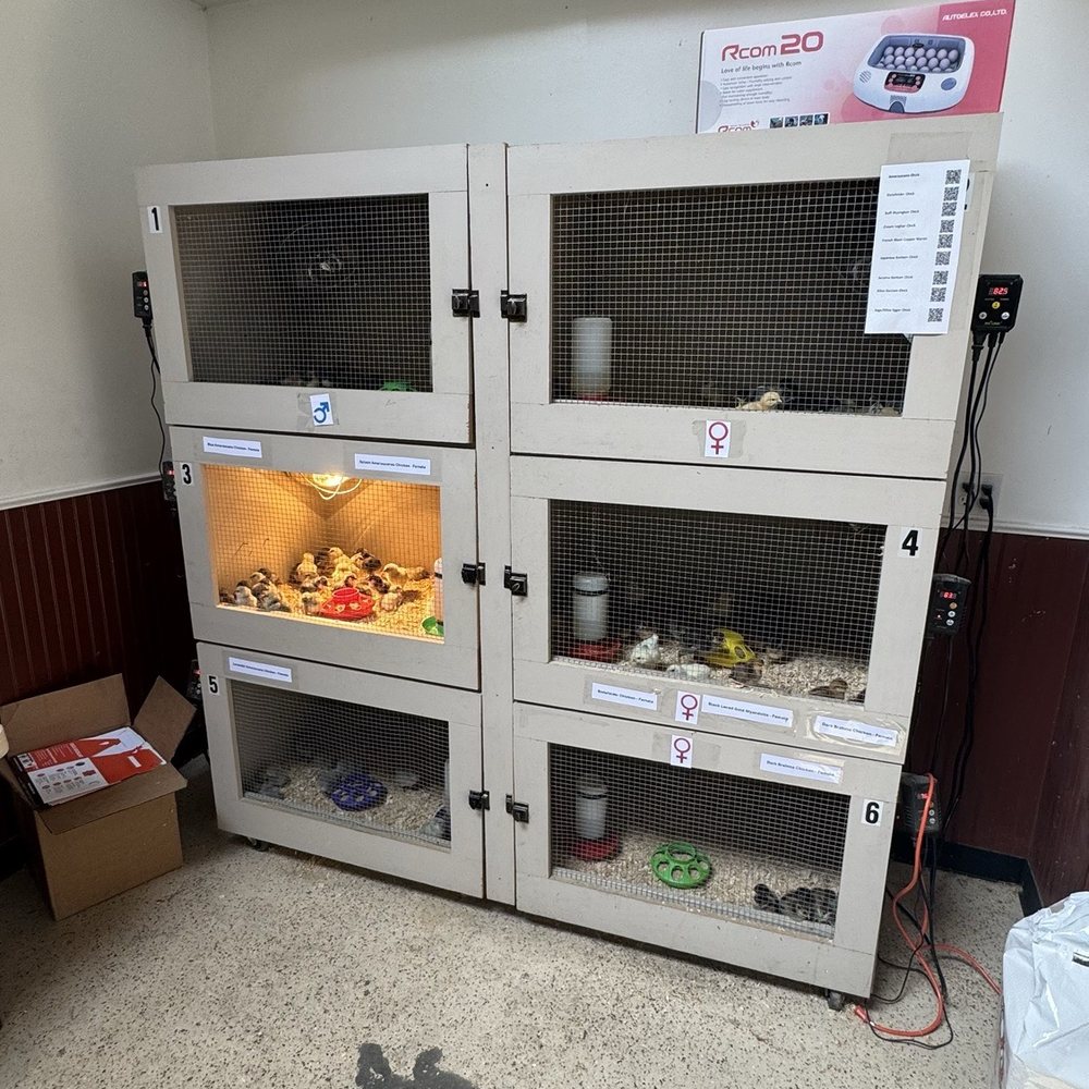 Peninsula Feed Store - Chicks - Livestock Feed & Supply Near Me - Redwood, California Peninsula Feed Store - Chicks - Livestock Feed & Supply Near Me - Redwood, California