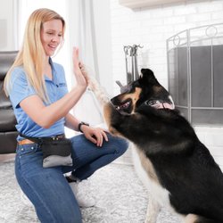 Wonder Dog Training & Games - Nashville
