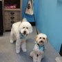 Photo of Blue Quail VIP Pet Services
