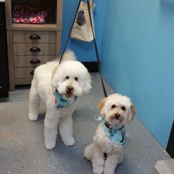 Blue Quail VIP Pet Services - Chance & Bella