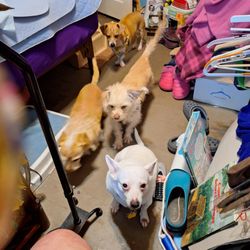 Tyson Animal Hospital