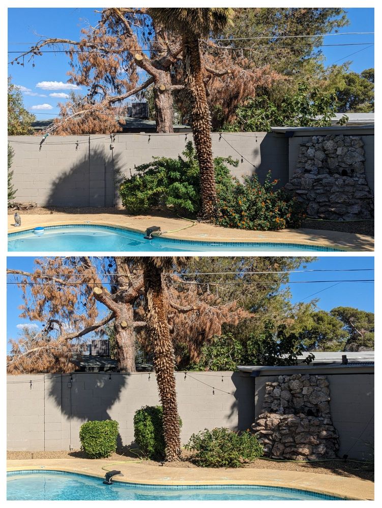 Patrones Landscaping - tree service in Las Vegas, NV