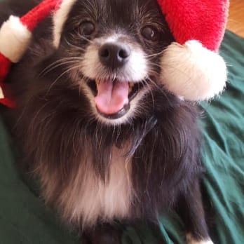 Diggity Dog - Roxy sent us this photo of our pup on Christmas Day. This picture was the best present we could've received! - Dog Walkers Near Me