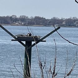 Fort Smallwood Park - Egrets nest at Ft Smallwood park