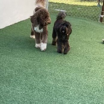 Paw Care Miami - Charlie and her bf Cooper at Paw Care. - Pet Boarding Near Me Paw Care Miami - Charlie and her bf Cooper at Paw Care. - Pet Boarding Near Me