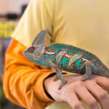 Hewitt Reptile Emporium - Reptile Shops Near Me - Everett, Washington