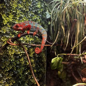 Ripley's Mirror Maze - chameleon - Aquariums Near Me - Myrtle Beach, South Carolina Ripley's Mirror Maze - chameleon - Aquariums Near Me - Myrtle Beach, South Carolina
