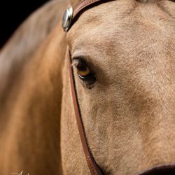 Sons of the Wind Farm - Lusitano Farm