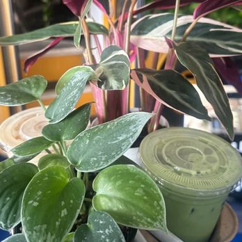 Fireproof Coffee - plants and coffee pt2! - Coffee & Tea Near Me - Redlands, California