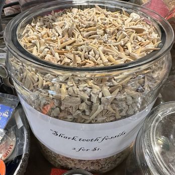 The Oddemporium - Sharks' teeth? It is truly an oddemporium! - Antiques Near Me - Denver, Colorado The Oddemporium - Sharks' teeth? It is truly an oddemporium! - Antiques Near Me - Denver, Colorado