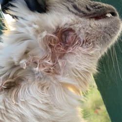Menifee Valley Animal Clinic