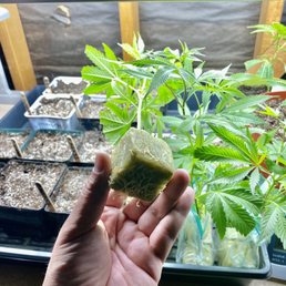 MED-USA (Cannabis Cup Winner)