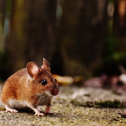 Pest2kill Exterminating