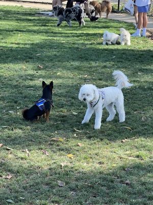 Fletcher Fetch Park by null