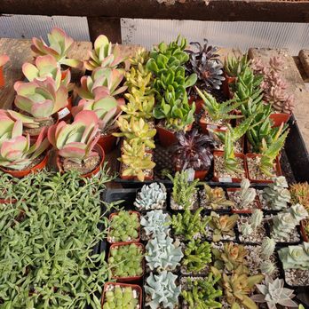 TLC Garden Centers - Succulents - Nurseries & Gardening Near Me - Oklahoma City, Oklahoma