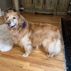 Valley Dog Grooming Salon