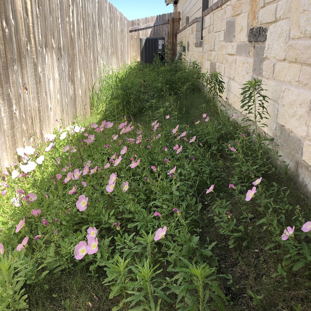 Before weeds were sprayed. Before weeds were sprayed.