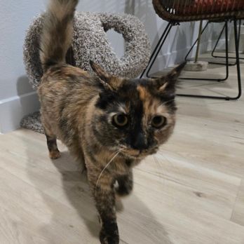 Scratching Post Inn - Prancing around free time - Pet Boarding Near Me - White Settlement, Texas Scratching Post Inn - Prancing around free time - Pet Boarding Near Me - White Settlement, Texas