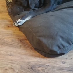 Roxy's Dog Ranch - My dog after coming home from Roxys.