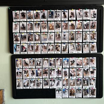 Rise & Shine Coffee House - Dog wall! - Coffee & Tea Near Me - Wakefield, Massachusetts Rise & Shine Coffee House - Dog wall! - Coffee & Tea Near Me - Wakefield, Massachusetts