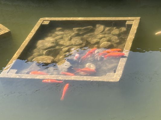 Floral Clock by null