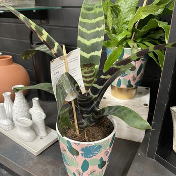 H-E-B Supermarket - a potted plant on a shelf - Grocery Near Me - San Antonio, Texas
