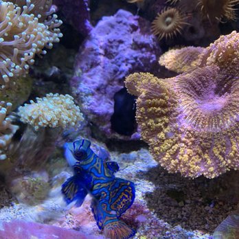 Shedd Aquarium - coral reef - Aquariums Near Me - Chicago, Illinois Shedd Aquarium - coral reef - Aquariums Near Me - Chicago, Illinois