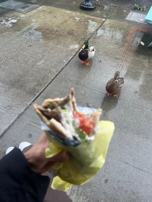Cedars of Lebanon by null