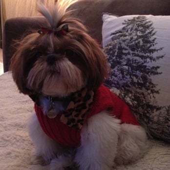 Le Pooche Pet Spa - China just loves her day at the spa. - Pet Groomers Near Me - San Diego, California Le Pooche Pet Spa - China just loves her day at the spa. - Pet Groomers Near Me - San Diego, California