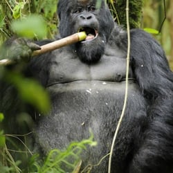 Baja Jones Adventures Travel - African Gorilla Trekking.